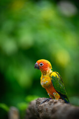 sun conure baby growth stages