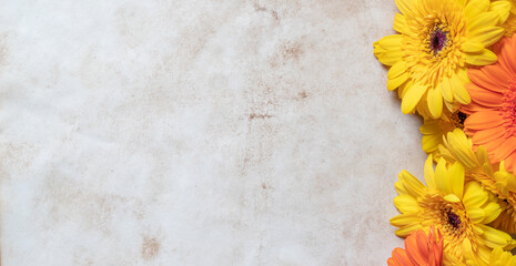 yellow gerbera flowers on old paper background