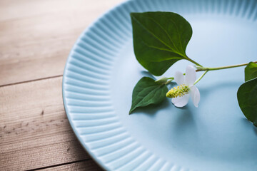 お皿の上のドクダミ