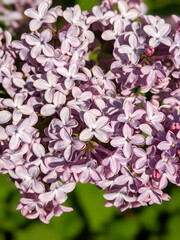 Lilac branch in bloom. Spring purple lilac flowers closeup in the garden. Sky background. Lilac blossom with selective focus. Greeting card.