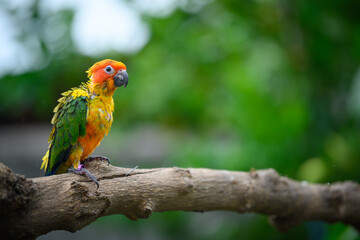 sun conure baby growth stages