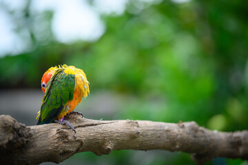 sun conure baby growth stages
