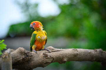 sun conure baby growth stages