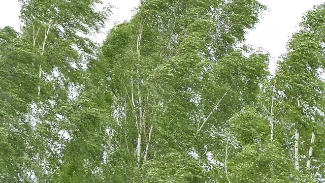 Birch trees in the wind, birches bending in stormy weather, video footage