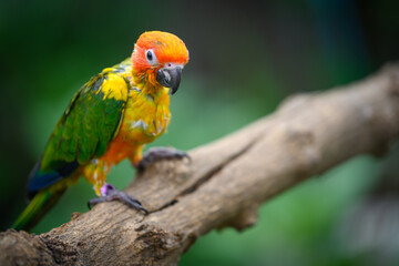 sun conure baby growth stages