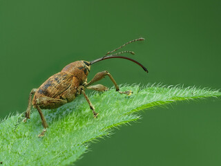Haselnussbohrer (Curculio nucum) © Lothar Lenz