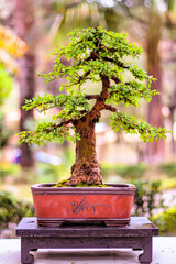 Fotografía de enfoque selectivo. Un árbol en maceta sobre una pequeña mesa llamada bonsai presentado en una exposición de este arte asiático, fotografía tomada en una lluviosa mañana de primavera entr