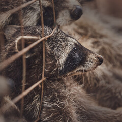 Cute raccoons in a cage in a zoo begging for food