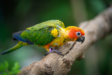 Obraz premium sun conure baby growth stages