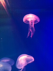 jellyfish in the aquarium