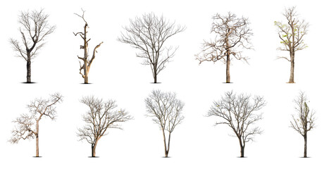 Fototapeta premium Collection of dead tree,dry tree, isolated on white background.