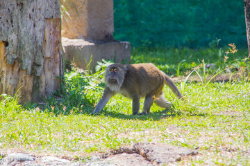 monkey outdoors in a park in rio de janeiro.