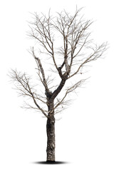 Obraz premium Dead tree isolated on a white background, clipping path.