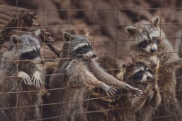 Cute raccoons in a cage in a zoo begging for food