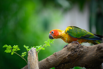 sun conure baby growth stages