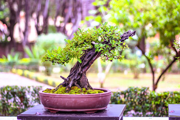 Fotografía de enfoque selectivo. Un árbol en maceta sobre una pequeña mesa llamada bonsai...