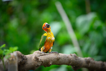 sun conure baby growth stages