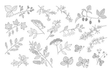 Vector line hand drawn illustration big set of forest and garden berry with branches, leaves, flowers and berries.