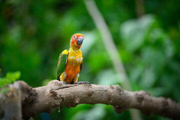 sun conure baby growth stages
