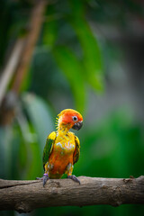 sun conure baby growth stages