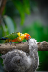 sun conure baby growth stages