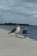 two seagull on the beach