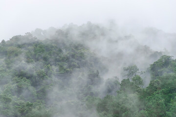 Misty mist covered the rainforest