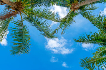 Coconut tree and bright sky View from below, space for text