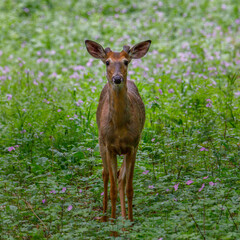 White-tailed Buck (Odocoileus virginianus) in the process of molting during spring with velvet antlers in morning sun. Selective focus, background and foreground blur
