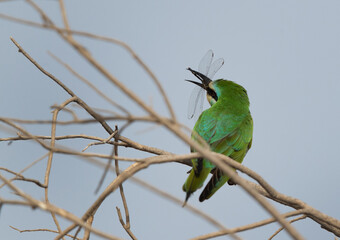 Blue-cheeked bee-eater holding a dragonfly at Asker marsh, Bahrain