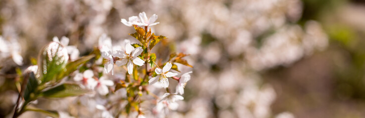 Spring Cherry blossoms, white, pink flowers.Cherry tree in full bloom.Branch with pink sakura blossoms. Natural background.springtime