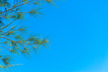 Pine leaves, sky background clean
