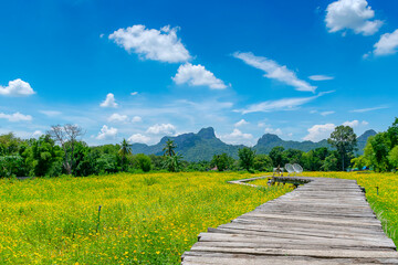 Fototapeta na wymiar Old wooden bridge in the middle of yellow cosmos field, Lopburi, thailand