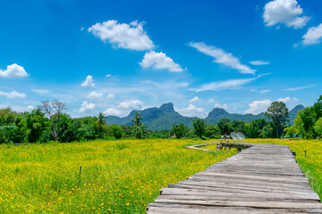 Old wooden bridge in the middle of yellow cosmos field, Lopburi, thailand