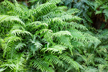 great green bush of fern in the forest.Ferns leaves green foliage. Tropical leaf. Exotic forest plant. Botany concept. jungles.