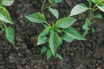 World environment day reforesting, Hands of young man helping were planting the seedlings and tree growing into soil while working in the garden as save the world, earth day and ecology concept.