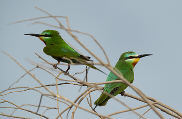 A pair of Blue-cheeked bee-eater perched on a tree at Asker marsh, Bahrain