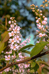 The flowers are cherries. Outdoors of day. Front view.