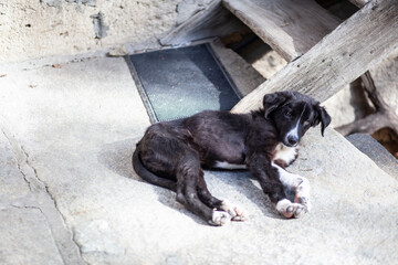 A small lonely puppy sleeps in the yard of an old house in the village