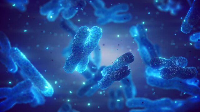 DNA molecules are organised in structures called chromosomes. Animation of human chromosomes.	
