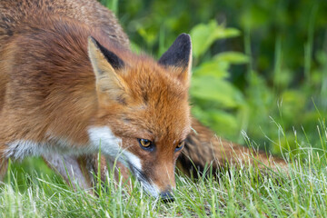 Rotfuchs schnÃ¼ffelt nacht MÃ¤usen