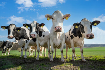 Weidehaltung von Milchvieh - lustige Formation mehrerer Kühe auf einer Kuhweide.