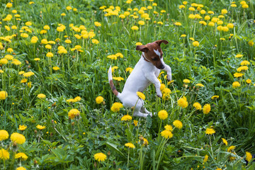 a little dog in a meadow of yellow dandelion frolics
