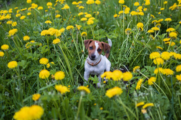 a little dog in a meadow of yellow dandelion frolics