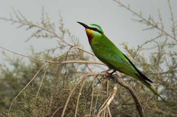 Portrait of a Blue-cheeked bee-eater at Asker marsh, Bahrain
