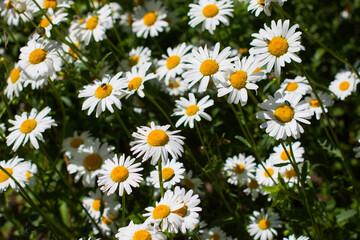 Fototapeta premium Flowering. Chamomile. Blooming chamomile field, Chamomile flowers. Natural herbal treatment.