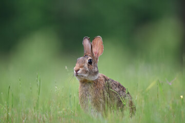 rabbit in the grass