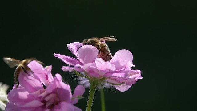 Bees, on Pink Flower. Rose flower. Black background. slow-motion