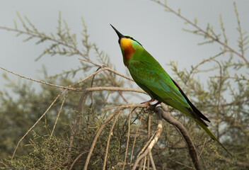 Portrait of a Blue-cheeked bee-eater at Asker marsh, Bahrain