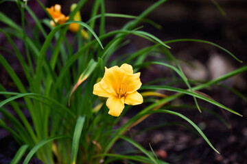 yellow daffodil flower